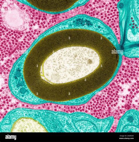 Myelinated Nerve Coloured Transmission Electron Micrograph TEM Of