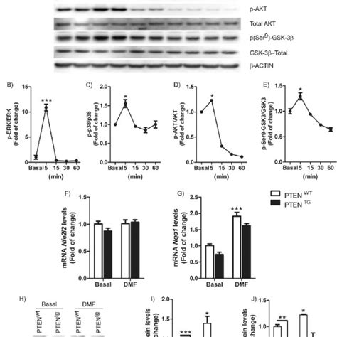 Dmf Activates Nrf2 Signaling Through Keap1 Dependent And Independent