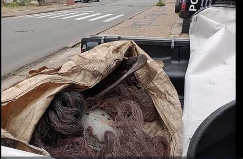 Guarda Recupera Kg De Cabos De Cobre E Comerciante Detido Por