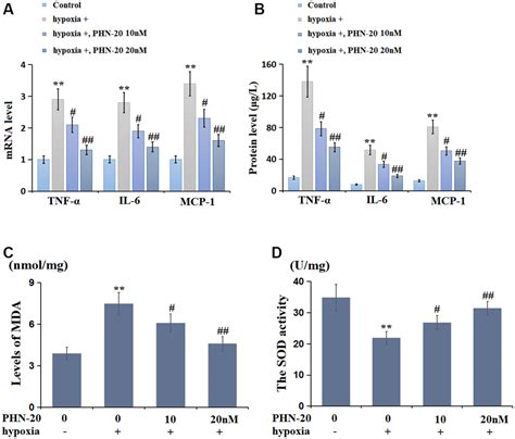 Phoenixin Ameliorates Pulmonary Arterial Hypertension Via Inhibiting