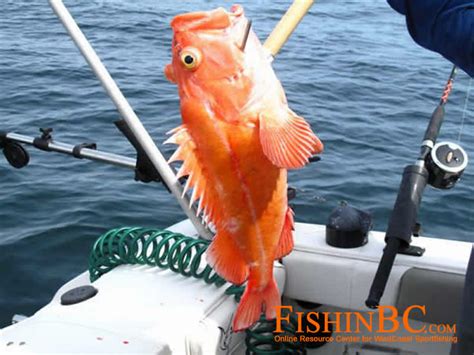 Rockfish ID - Free access to the best online document