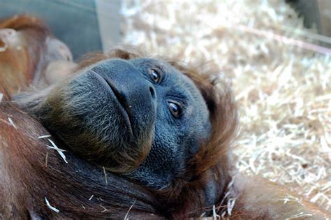 Orangutan Monkey Lies - Free photo on Pixabay - Pixabay