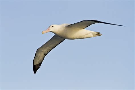 Albatroz Aves Infoescola