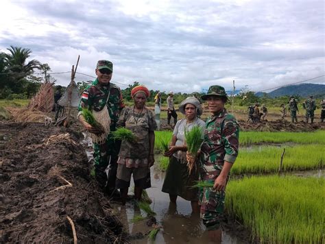 Dukung Ketahanan Pangan Satgas Pamtas Yonif 126 Kc Bantu Warga Tanam Padi Di Perbatasan