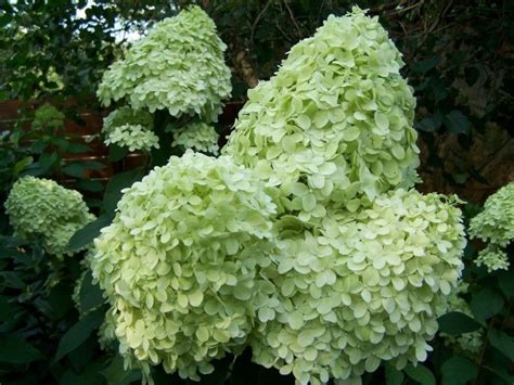 Hortensja Bukietowa Limelight Hydrangea Paniculata Limelight C5 19k