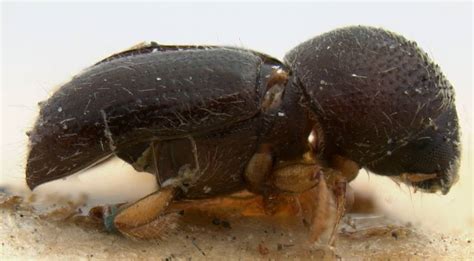 Bark Beetle Parade