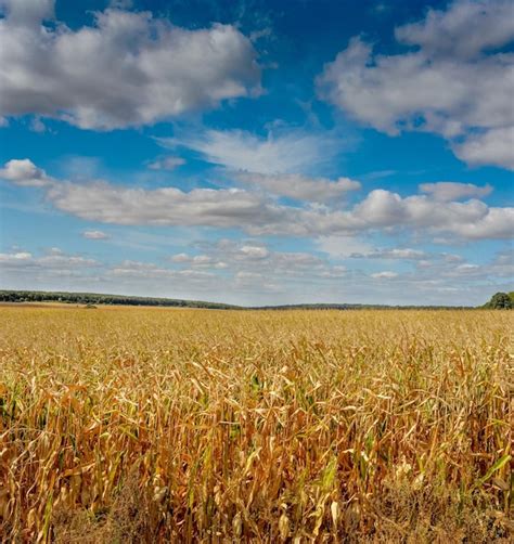 Premium Photo A Corn Field Is Ready For Harvest Under A Beautiful