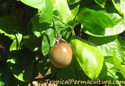 How To Grow Passion Fruit By Growing Passionfruit Seeds