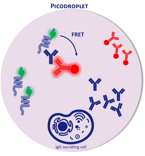 Antibody Discovery Single B Cell Screening