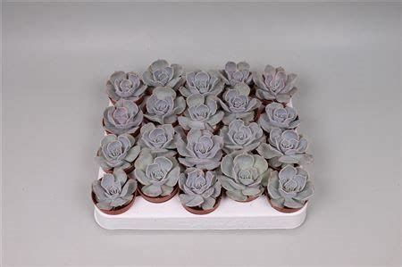 Echeveria Lilacina 5cm Pot Urban Plant Life