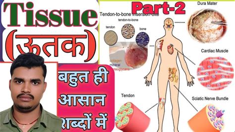 Tissue Epithelium Tissue All Information One Shot For Class 9th 2th