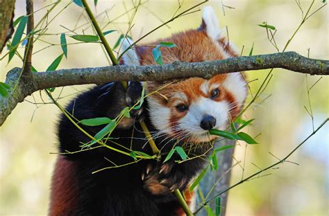 Panda Vermelho Como E Onde Vive Extin O Mundo Educa O