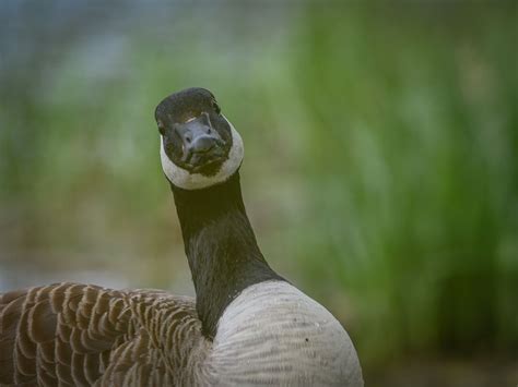 Canada goose at Bushy Park | Smithsonian Photo Contest | Smithsonian ...