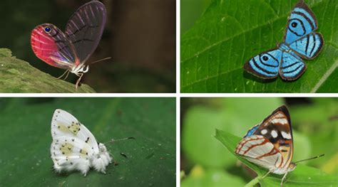 Colombia es el país más diverso en mariposas con 3 877 especies