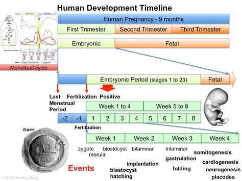 Bgda Practical 3 Week 3 Summary Embryology