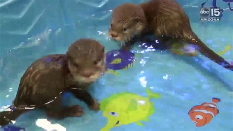 Teaching Otters To Swim Metro Swim