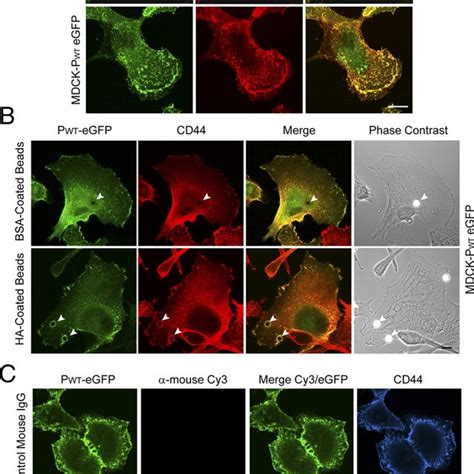 The Intracellular Domain Of Cd Promotes T Lymphocyte Migration In