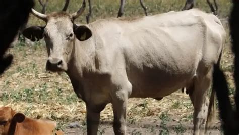 febrero 21 2024 Asociación Mexicana de Productores de Carne AMEG