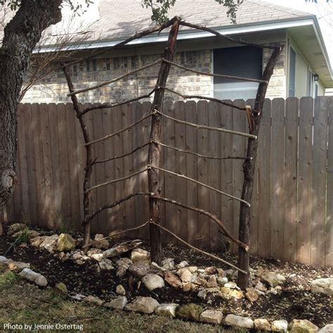 Trellis From Tree Branches Central Texas Gardener