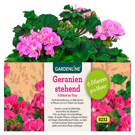 Gardenline Beet Oder Balkonpflanzen Er Tray Aldi S D