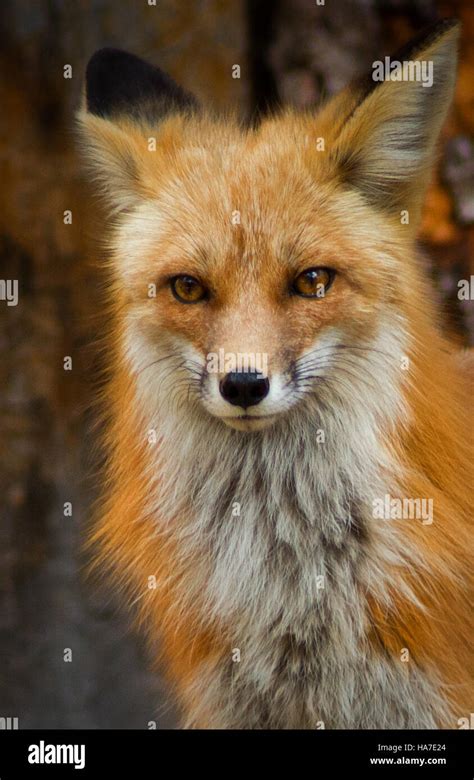 Portrait Of A Female Red Fox Stock Photo Alamy