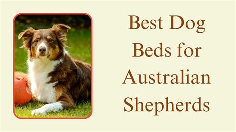 Choose The Best Dog Bed For Australian Shepherd In 2023