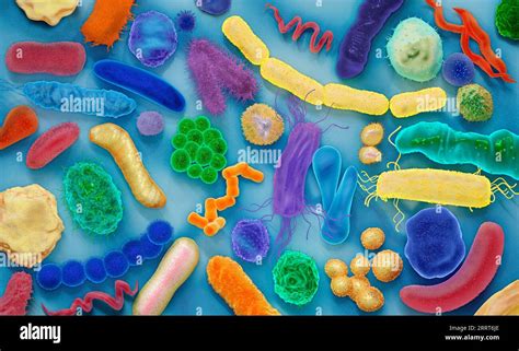 Various bacteria, illustration Stock Photo - Alamy