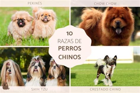 Razas De Perros Chinos Desc Brelas Todas