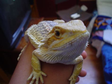 Turbo the Yellow Spotted Lizard - Community Photos - Nano-Reef Community