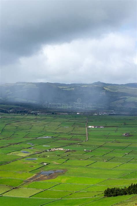 Cows Graze In Lush Pastures On Terceira Island Azores Stock Image