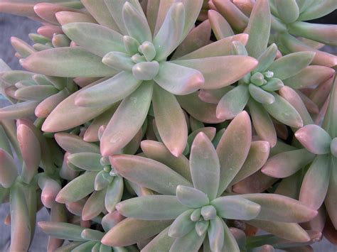 X Graptosedum Vera Higgins Suculentas Cactos E Suculentas Cactos