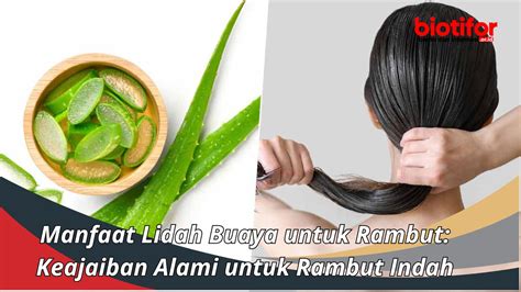 Manfaat Lidah Buaya untuk Rambut: Keajaiban Alami untuk Rambut Indah