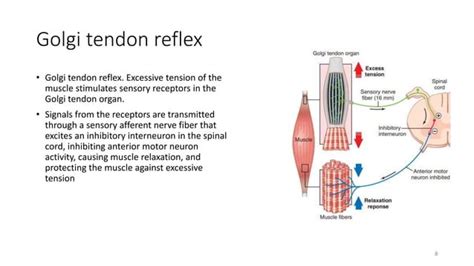 Pathophysiology Of Spasticity Ppt