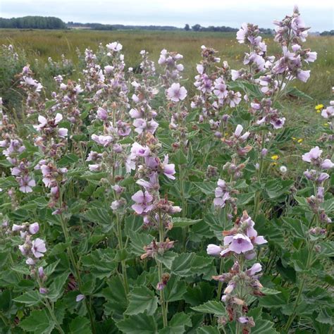 Graines De Guimauve Sauvage Semences D Althaea Officinalis