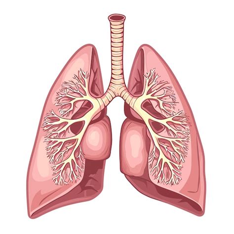 Premium Vector Lung Cancer Diagram In Details Vector