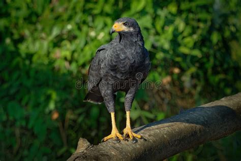 Common Black Hawk Buteogallus Anthracinus A Bird Of Prey In The