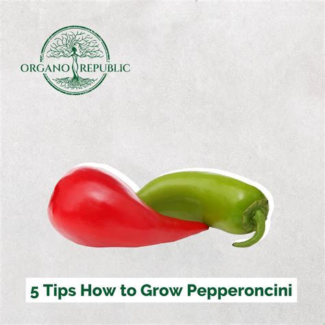 5 Tips How To Grow Pepperoncini – Organo Republic