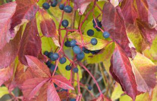 Petolisna Lozica Parthenocissus Quinquefolia Plantea