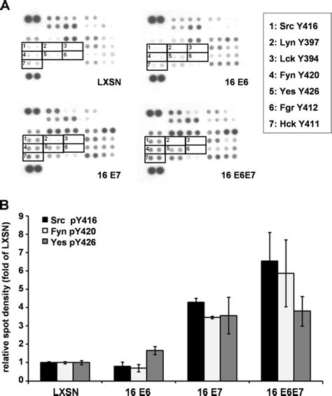 Human Phospho Kinase Array To Study The Effect Of Hpv E And E On