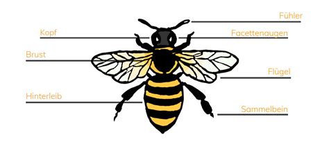 Bienen in der Grundschule Nützliches Wissen