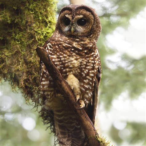 All 13 Owls In Arizona With Sounds And Pictures