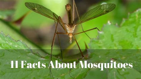 11 Facts About Mosquitoes Pest Control Guide