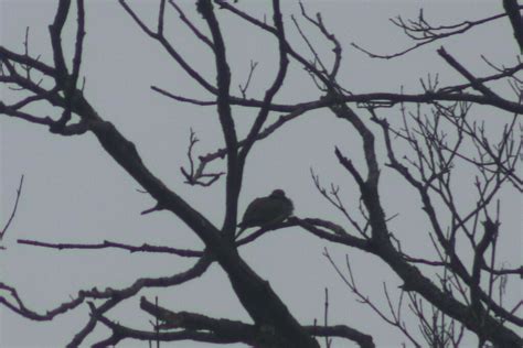 Mourning Dove From Oil City Pa 16301 Usa On February 16 2024 At 05