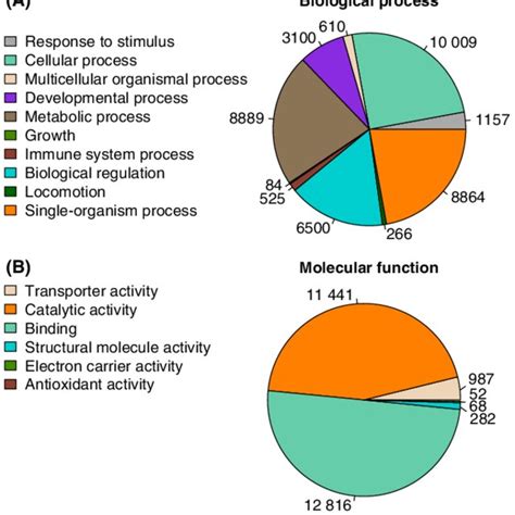 Functional Annotation Of The Alewife Gill Transcriptome The Number Of Download Scientific