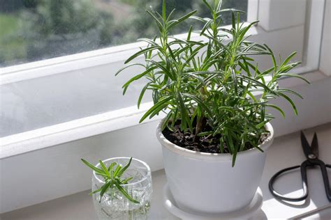 Coltivare Il Rosmarino In Vaso Sul Balcone E Dentro Casa