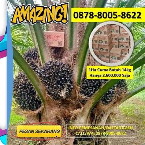 Pemupukan Kelapa Sawit Lahan Gambut Terbukti