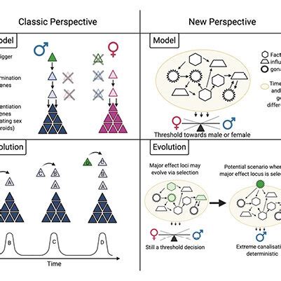 Perspectives On The Evolution Of Sex Determination Pathways The