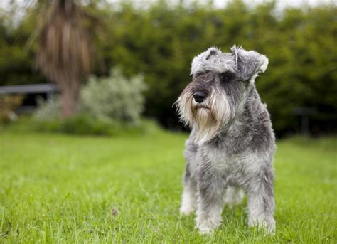 Miniature Schnauzer Dog Breed Health And Care Petmd