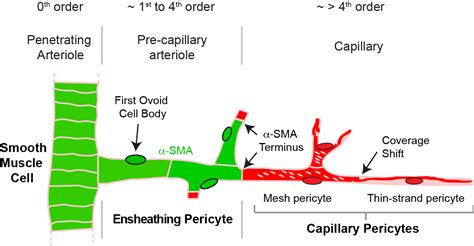 Understanding Brain Mural Cells Theshihlab