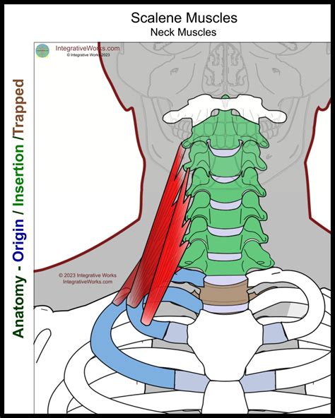 Scalene Muscles Functional Anatomy Thoracic Outlet Anatomy Artofit